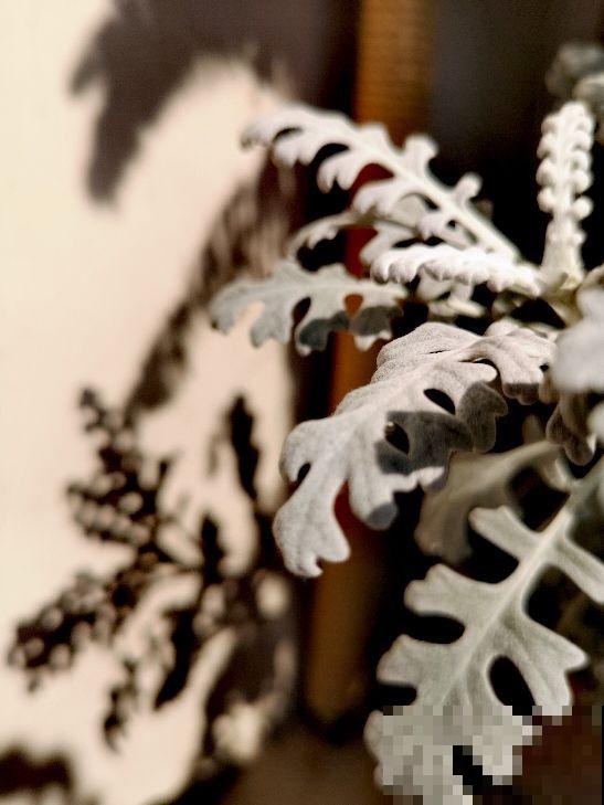 一种花长得像雪花，全身银白色，气质高雅有格调