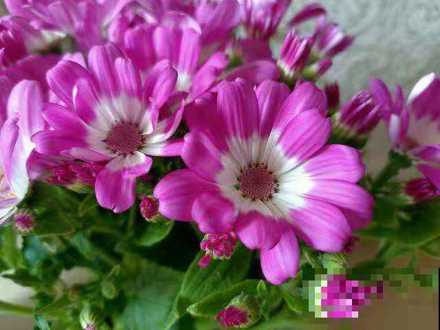 4种花，越凉爽长得越好，太热反而不开花