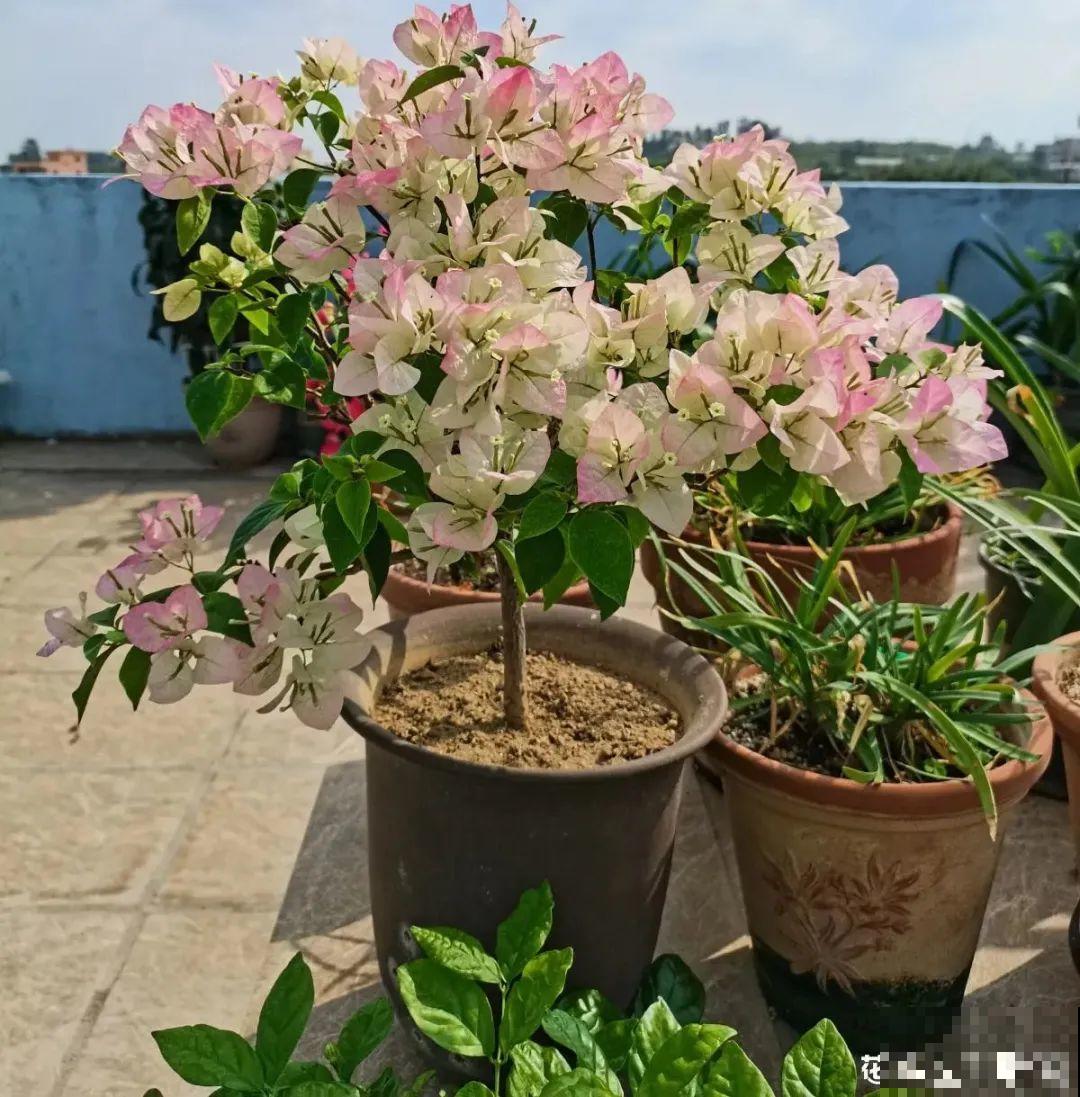 超级耐旱花，整个冬天不浇水，还能胖一圈！