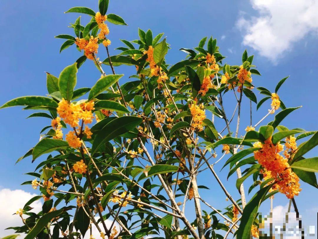 过年养盆桂花，做好这3点，花朵也味香！