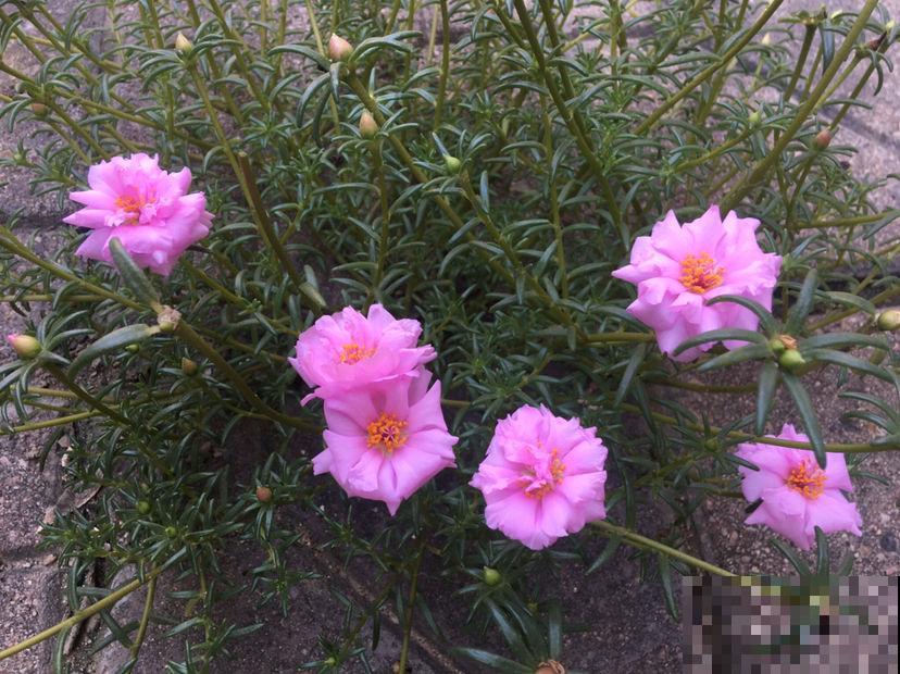 4种花天生粉色,不光好养,还春意浓浓,适合养在家里 4种花天生粉色,不光好养,还春意浓浓,适合养在家里