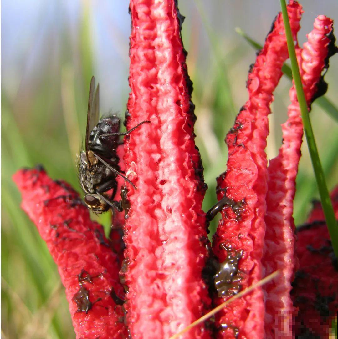 听说有的花能吃人,听着都害怕,是真的吗? 听说有的花能吃人,听着都害怕,是真的吗?