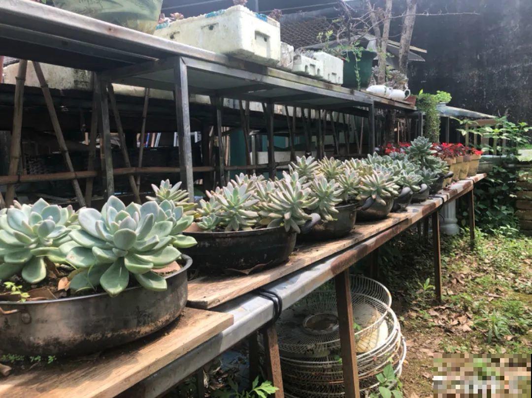 10个养花偏方,一般人我不告诉他,养花太好用 10个养花偏方,一般人我不告诉他,养花太好用