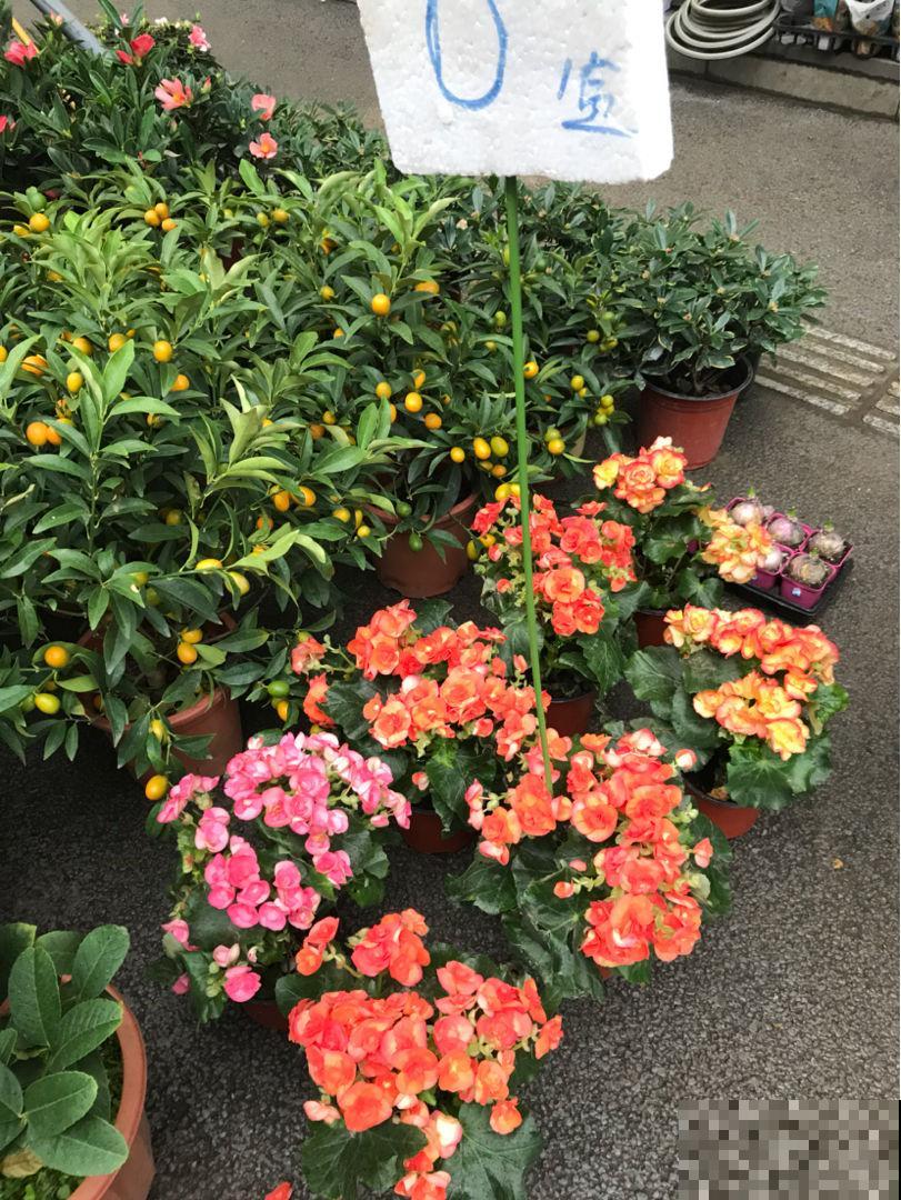 那些花市上的智商税，你成功躲避过几个？