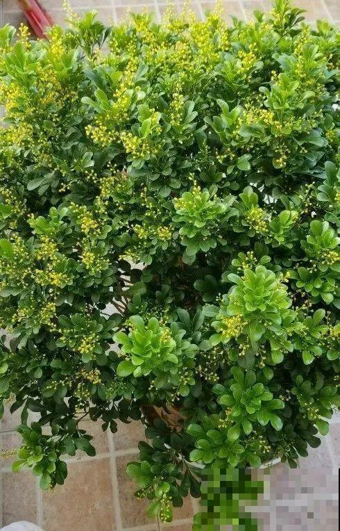 5度以下,常见的21种花必须断水,不然都烂根了 5度以下,常见的21种花必须断水,不然都烂根了