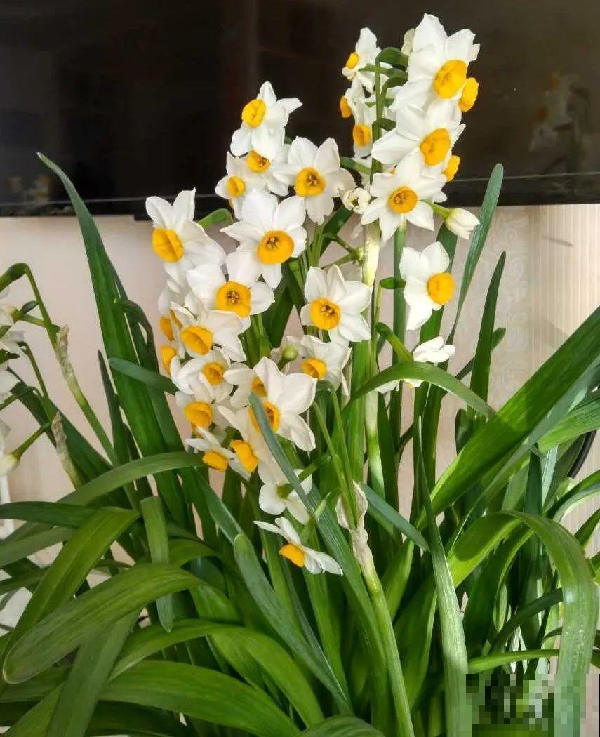 “短命”年宵花，买一盆枯一盆，太心疼