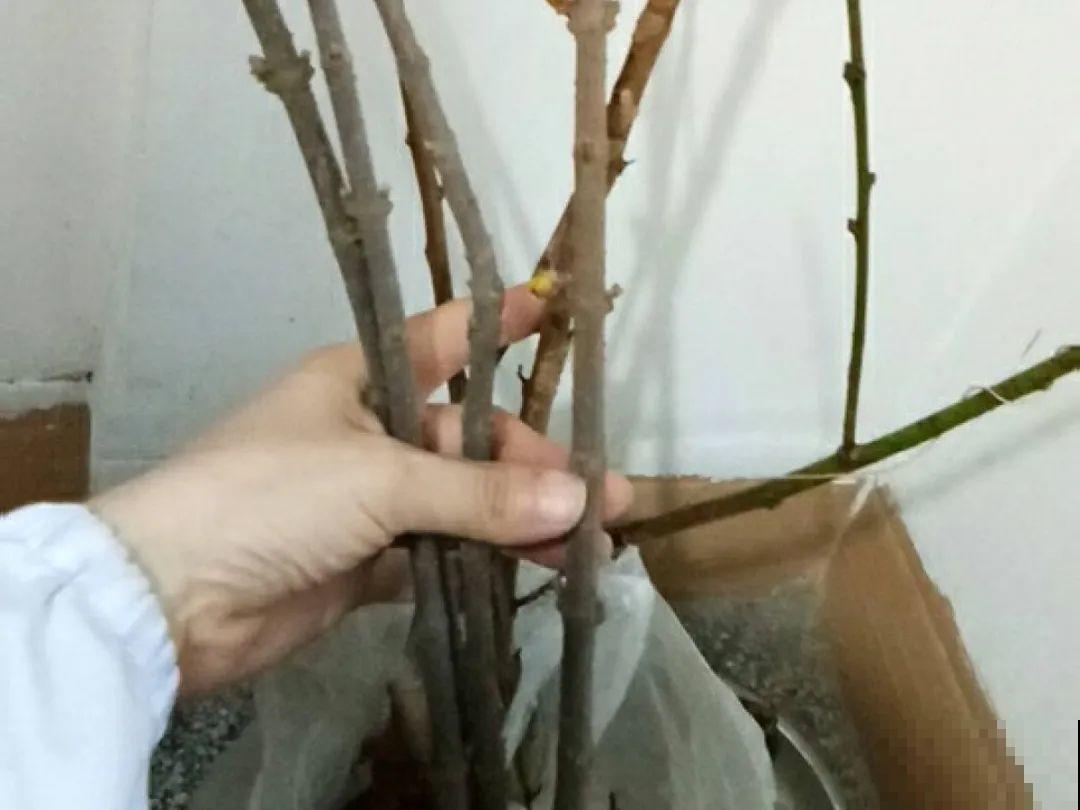 家里有这9种花,一定要冻一个月,才能开花更好看 家里有这9种花,一定要冻一个月,才能开花更好看