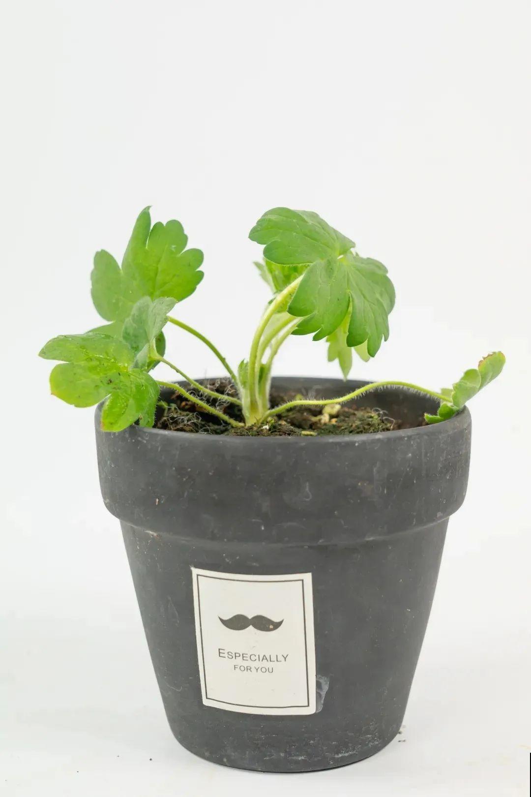 大花飞燕草太美，蓝紫色花朵清新脱俗，开花像只燕子