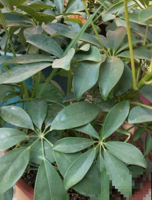 鸭掌木这么养，方法简单不黄叶，越长越旺盛！