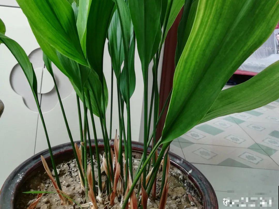 低于5度，6种花一整个冬天不浇水，也能照样活！