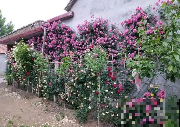 月季12个月计划表，按照这个养，大花墙不是梦！