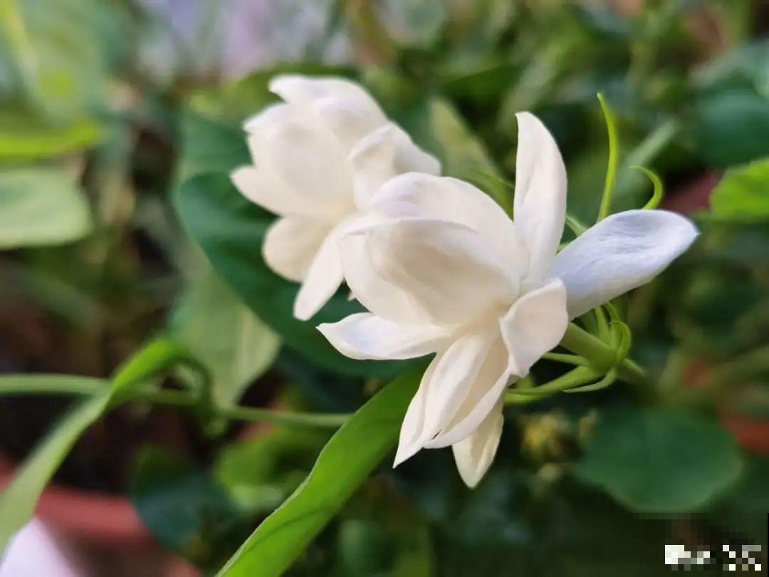 水仙要想开花,坚决不能长成高个子,不然今年没花看! 水仙要想开花,坚决不能长成高个子,不然今年没花看!