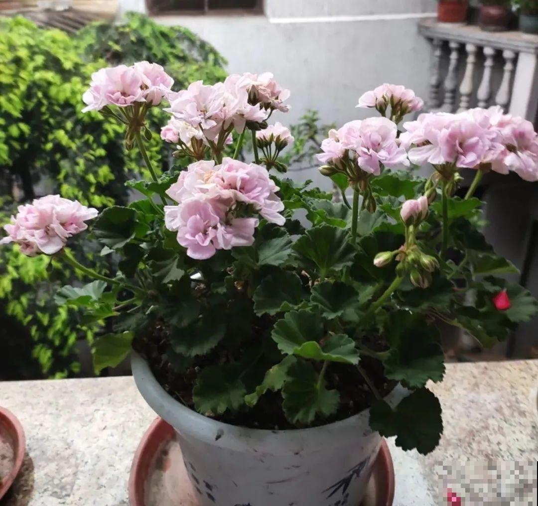 20种花春天开得正盛,花期长、容易爆花,虫害少! 20种花春天开得正盛,花期长、容易爆花,虫害少!