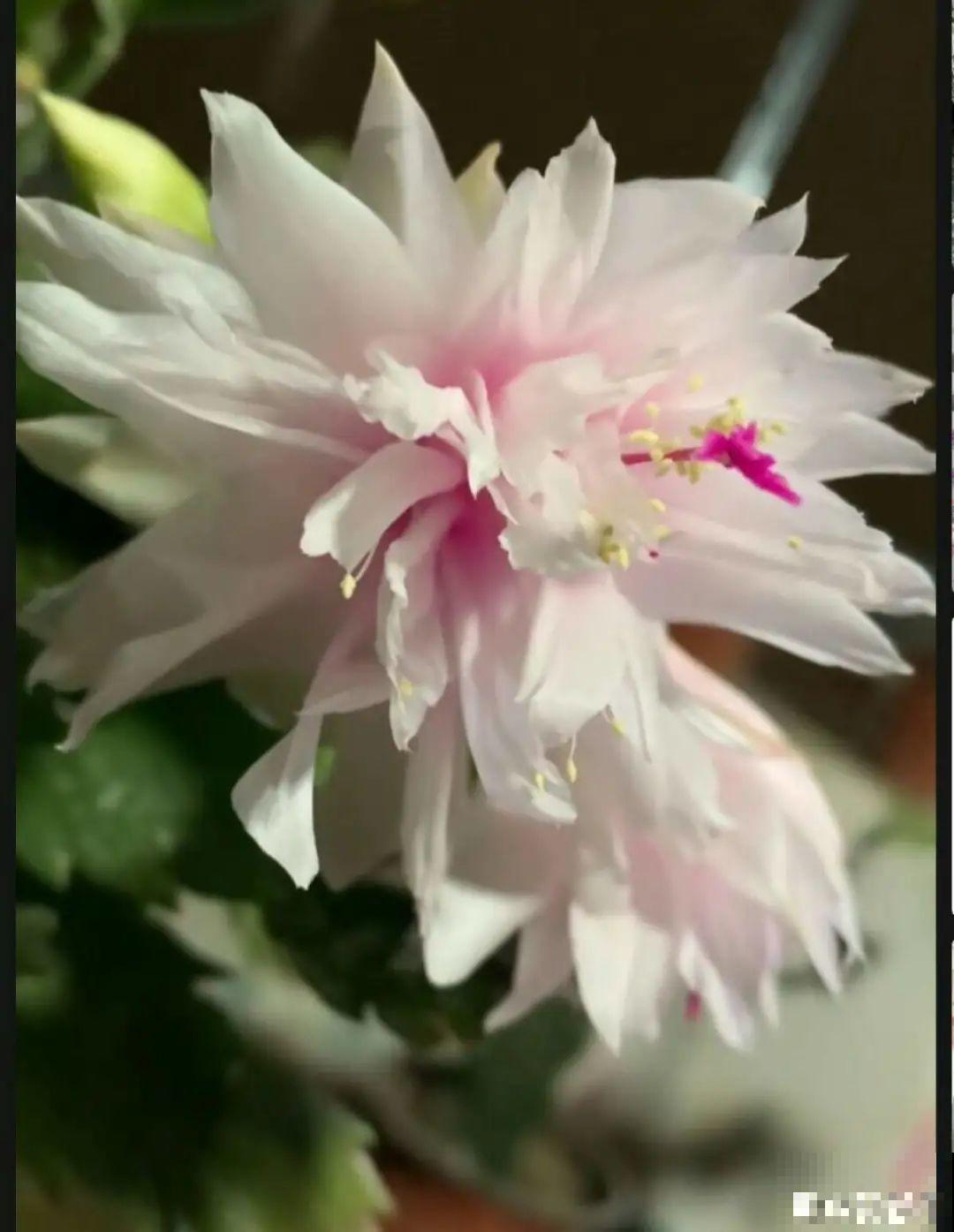 上万块的蟹爪兰，开花像烟花，养过的人不多