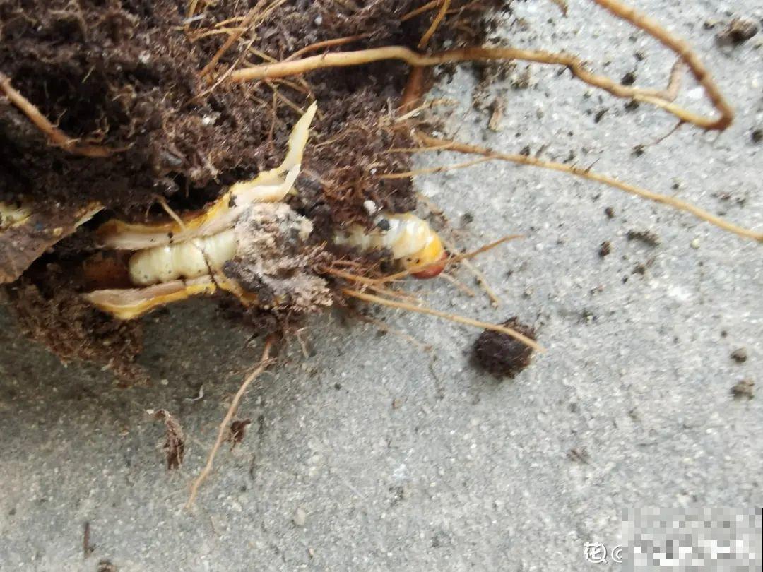 腊月养花禁忌，一定要保暖，不然花很快就死