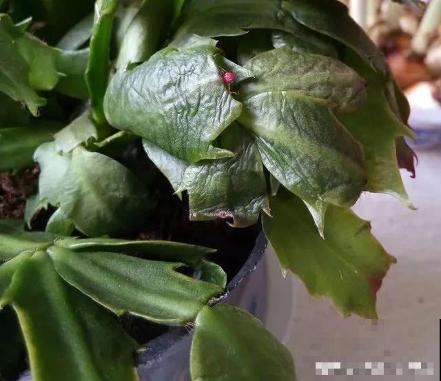 家里养这10种花,冻伤了要赶紧救,晚了就救不回来了 家里养这10种花,冻伤了要赶紧救,晚了就救不回来了