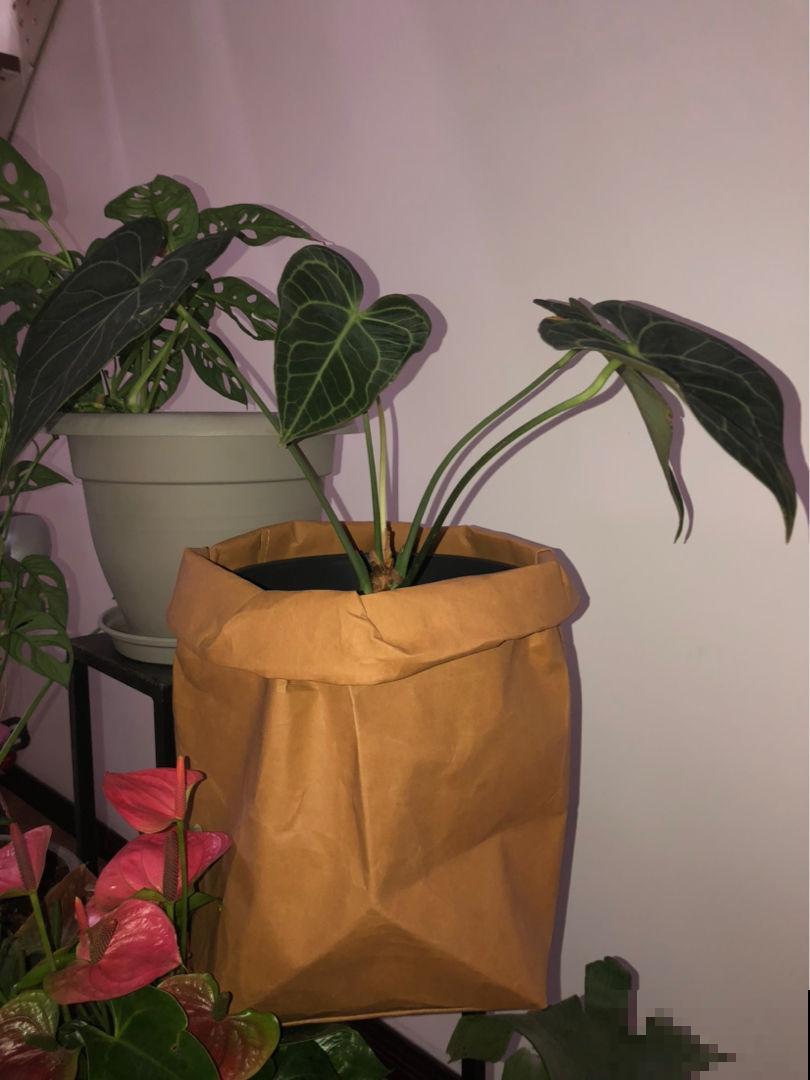 5种绿植颜值高，小众并且特耐阴，很少有人能认全