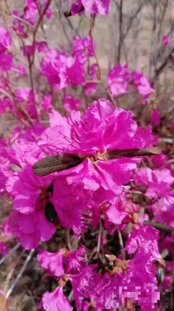 年前花市大火的“枯木逢春”，是国家保护植物，盗采违法！