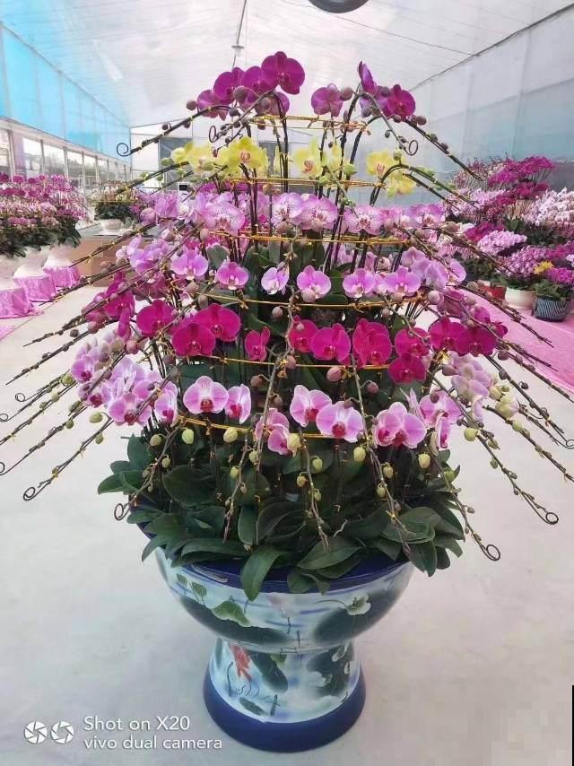 过年不知道买什么花，3种类型随便挑，好养寓意也好