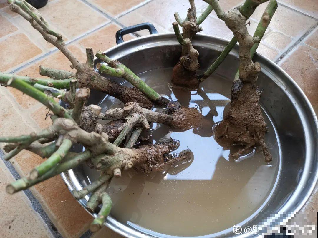 10年的绣球大老桩，九块钱也别买，难开花还浪费感情