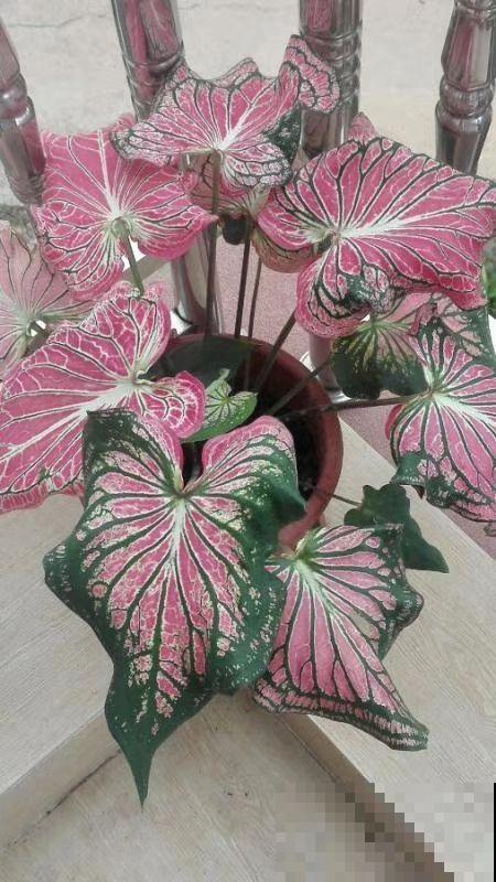 4种花天生粉色,不光好养,还春意浓浓,适合养在家里 4种花天生粉色,不光好养,还春意浓浓,适合养在家里