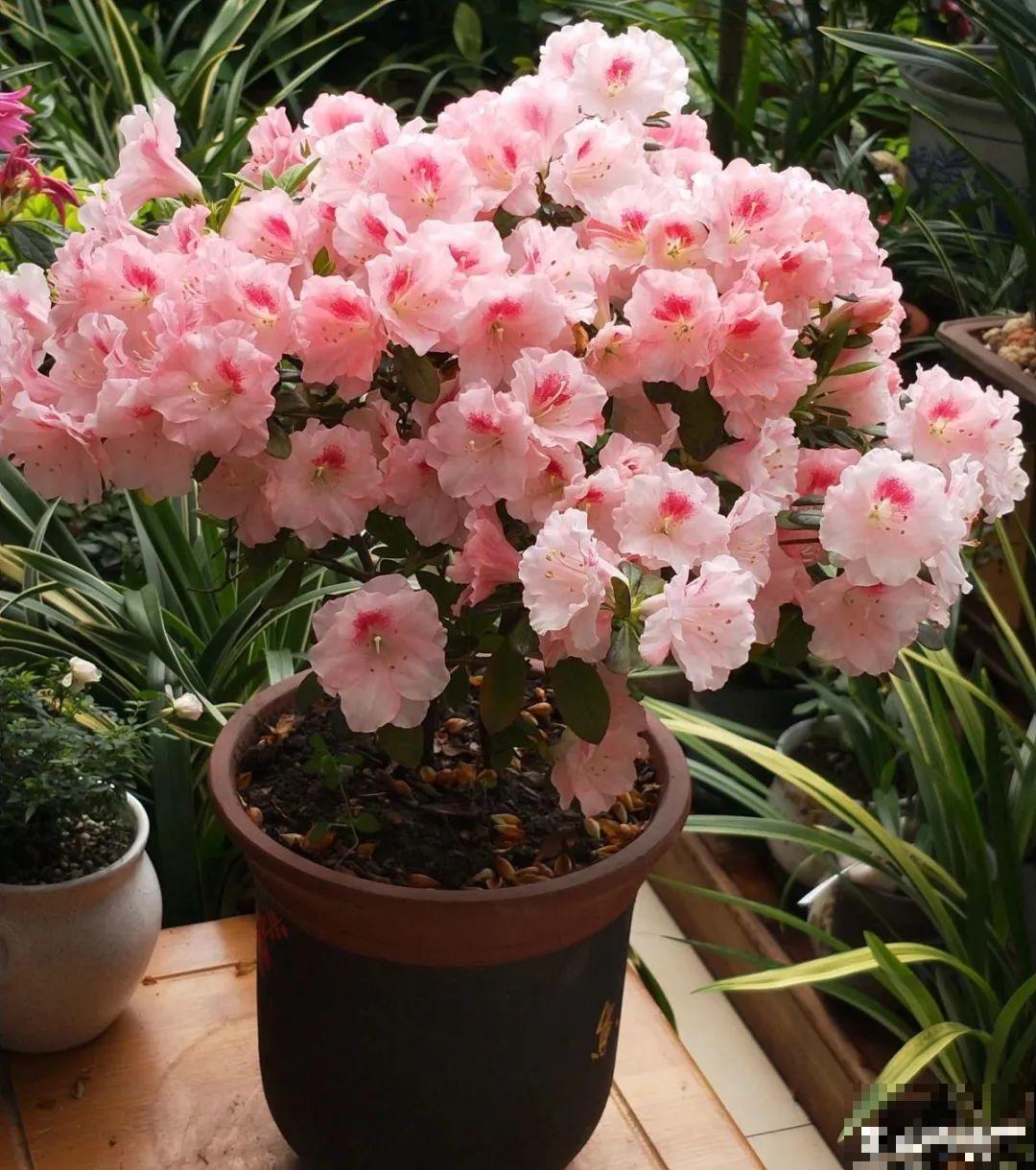 24种花,净化空气最厉害,绿萝竟然倒数! 24种花,净化空气最厉害,绿萝竟然倒数!