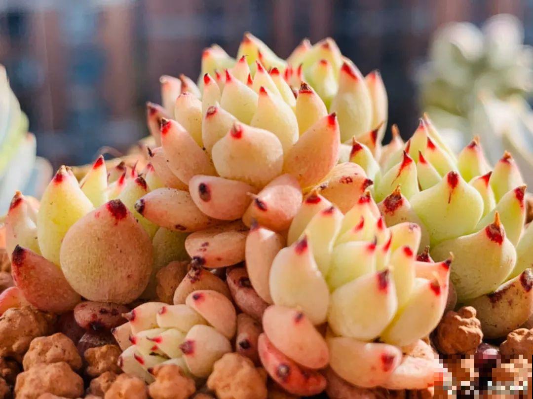 小阳台也能养多肉，一尺一寸，都是繁华！