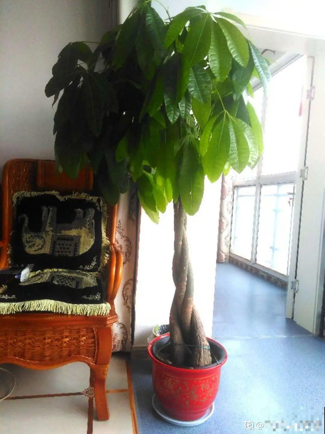 不同的花要摆在不同地方，摆对了才好看，摆错了看着糟心！