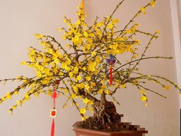 天气再冷也不怕，年宵花梅的养护技巧，你知道多少？