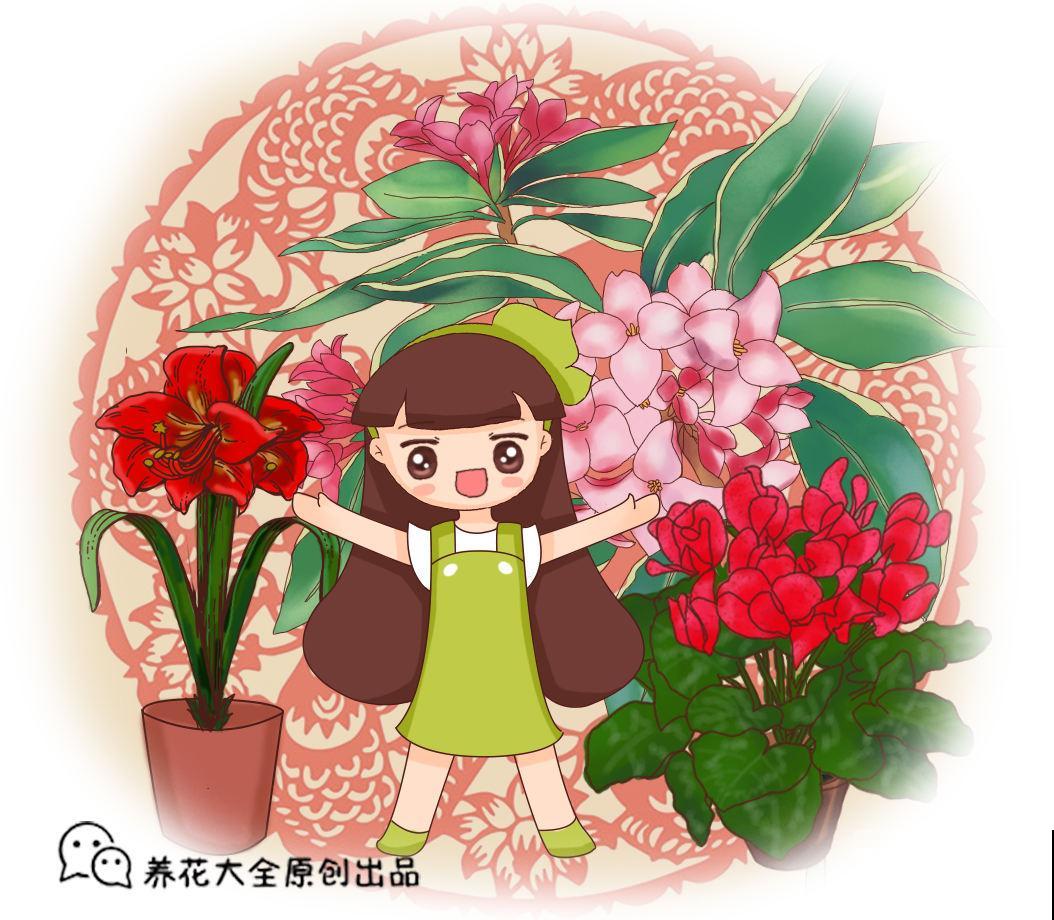 最热门的“年宵花”，春节随便养一盆，热闹又喜庆！