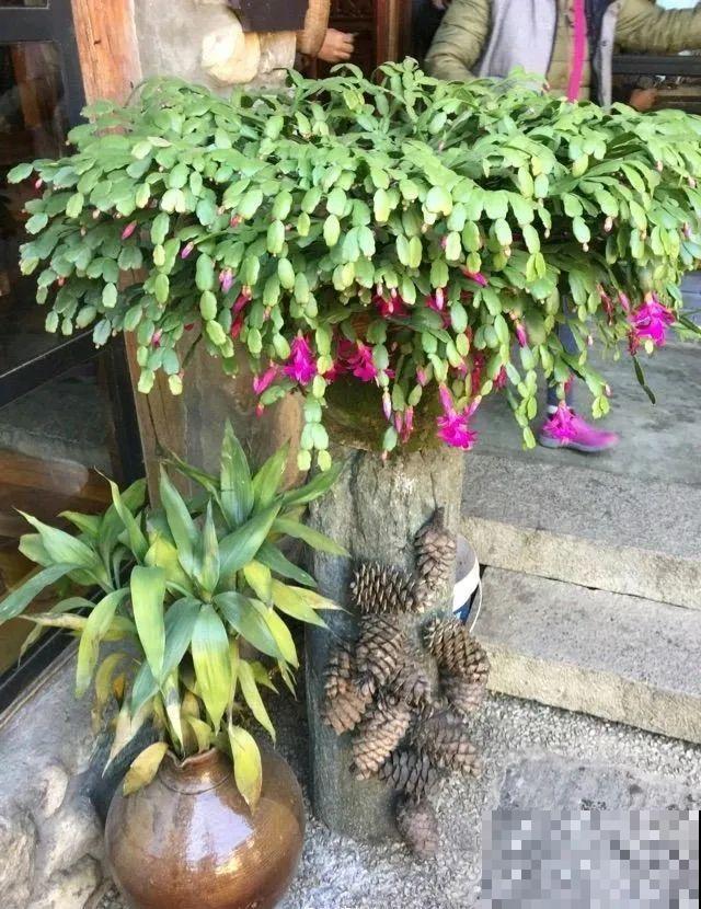 山上的尼姑庵,只养花不烧香,看完想出家 山上的尼姑庵,只养花不烧香,看完想出家