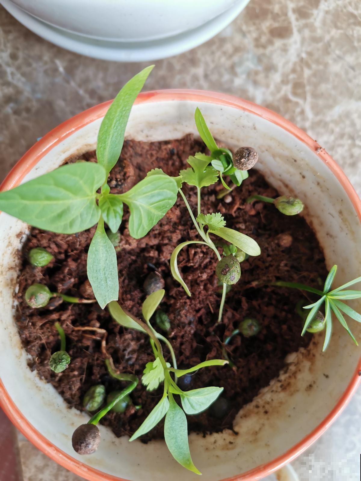 路边看到3种“树种子”，捡回家温水泡一泡，种花盆里变成值钱树