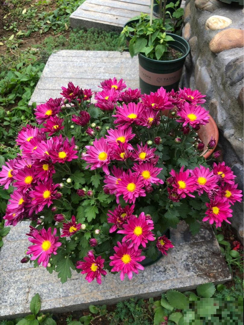 花市看到一盆花,一盆开了几十朵花,才只卖十几块钱! 花市看到一盆花,一盆开了几十朵花,才只卖十几块钱!