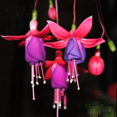 12月份养倒挂金钟，注意4个问题，开花爆盆没问题