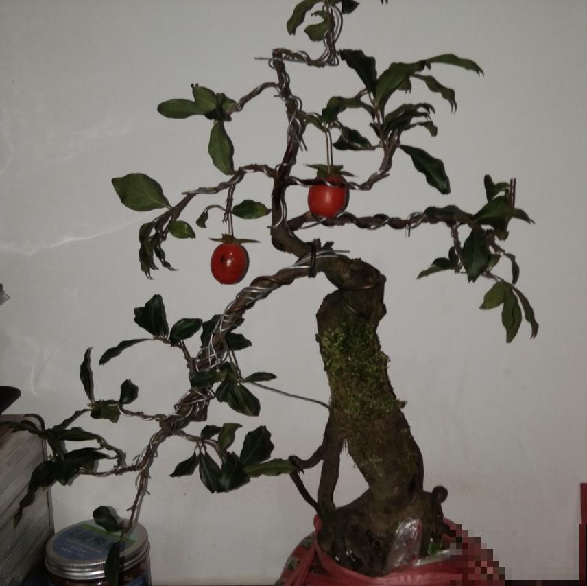 越养越升值的6种花，养花相当于赚钱，你养了吗？