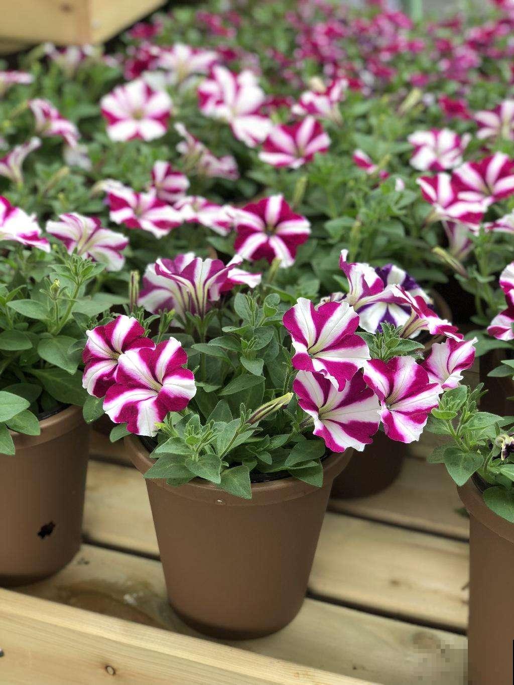 有一种花耐阴又好养,还能吃虫子,太实用了! 有一种花耐阴又好养,还能吃虫子,太实用了!