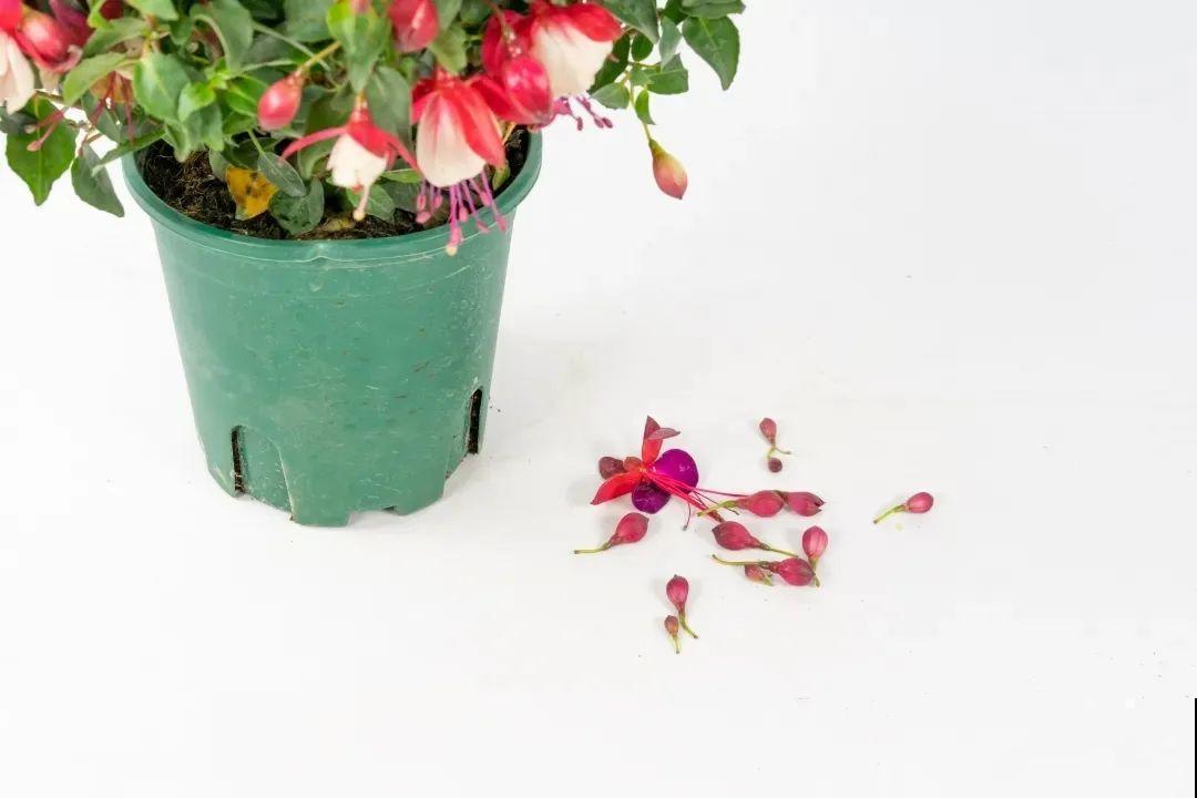 倒挂金钟开花像吊灯，满盆能开上百朵，颜值超高