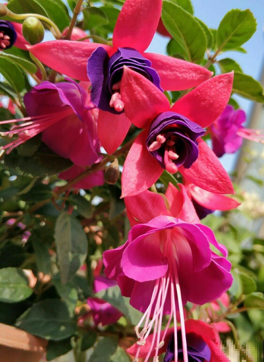 12月份养倒挂金钟，注意4个问题，开花爆盆没问题