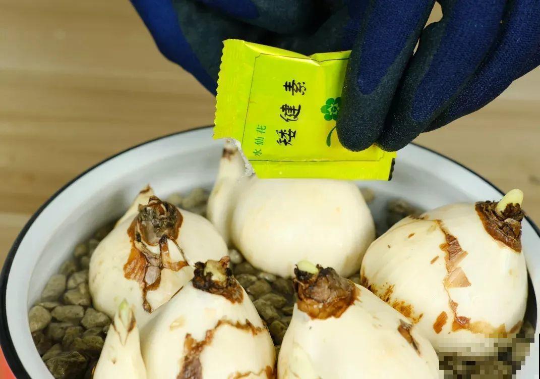 水仙要想开花,坚决不能长成高个子,不然今年没花看! 水仙要想开花,坚决不能长成高个子,不然今年没花看!