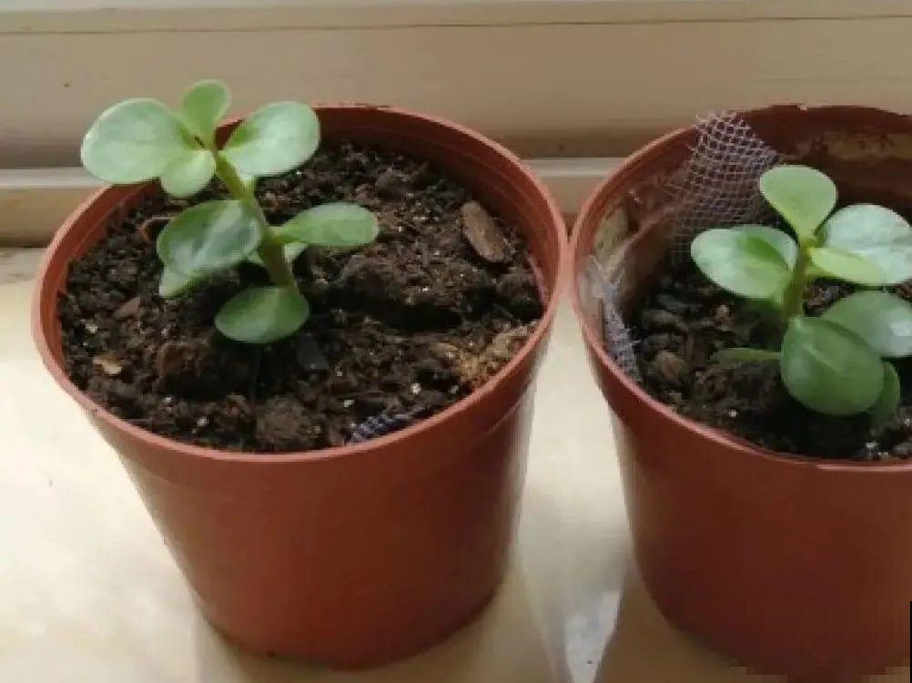 现在扦插超好活，剪根枝，捂3天，冒出狗牙根！