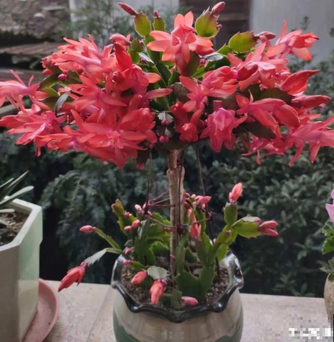 16种高颜值花，冬天耐寒不娇气，新手也能养爆盆