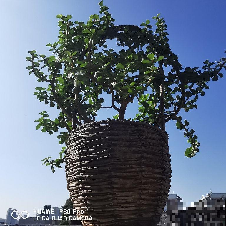 家里养盆守家树，镇宅纳福，一年到头红红火火