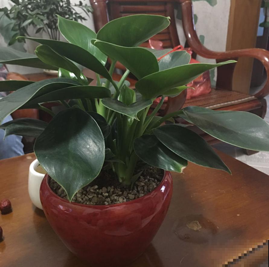 为啥孩子不爱学？房间里放一个它，效率嗖嗖上升！