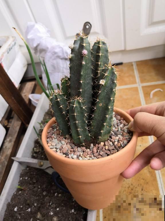 养花选盆很重要,选得正确,花才能长得旺盛 养花选盆很重要,选得正确,花才能长得旺盛