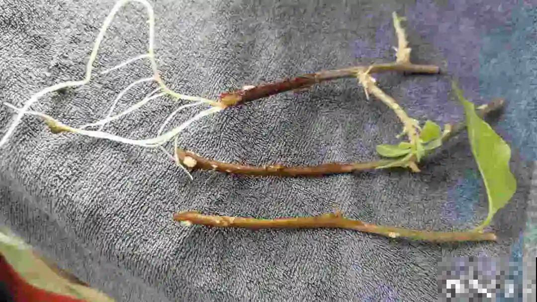 现在扦插超好活，剪根枝，捂3天，冒出狗牙根！