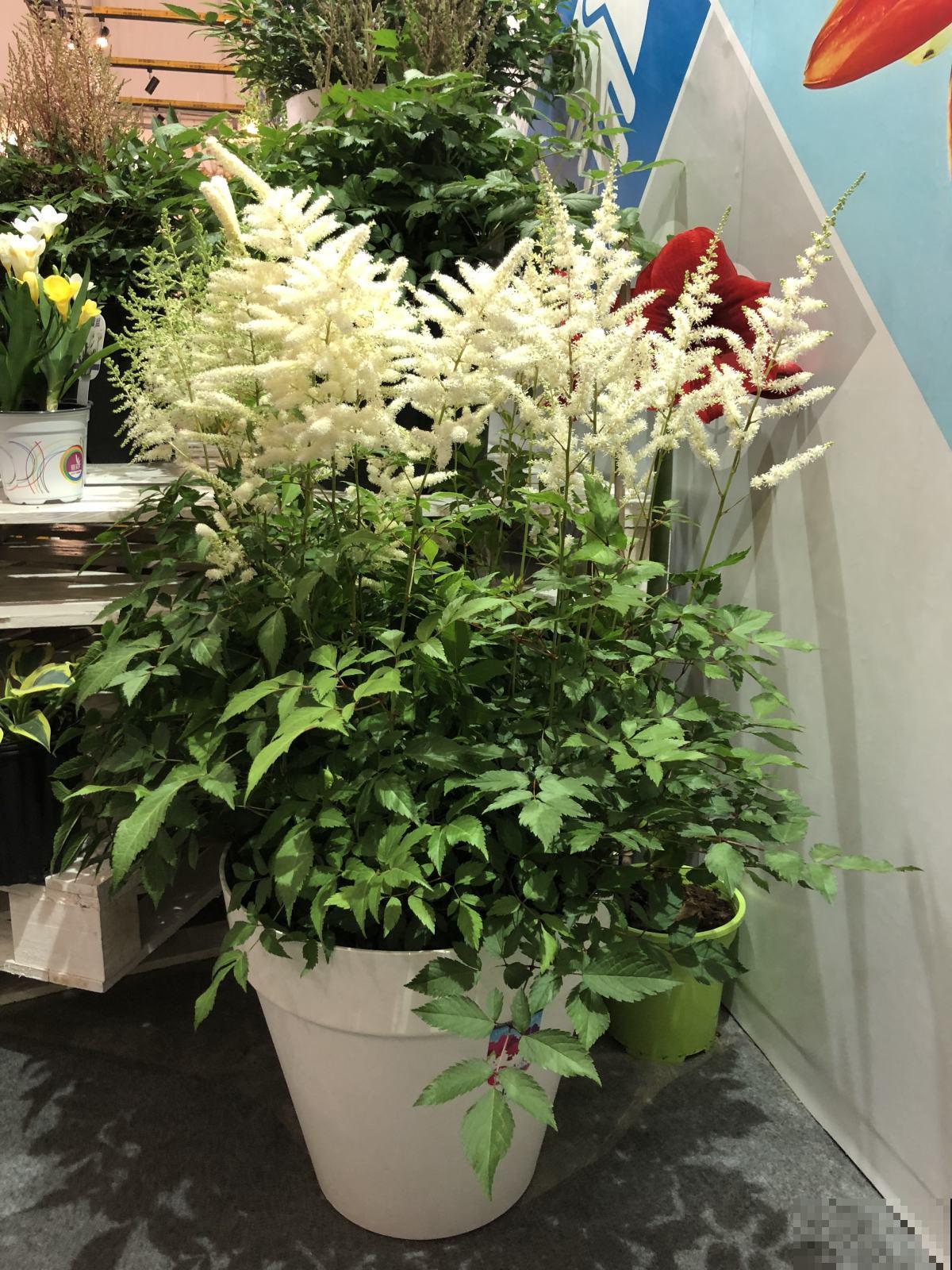 农村常见的野草，城里人当成了宝贝，花市卖得还挺贵