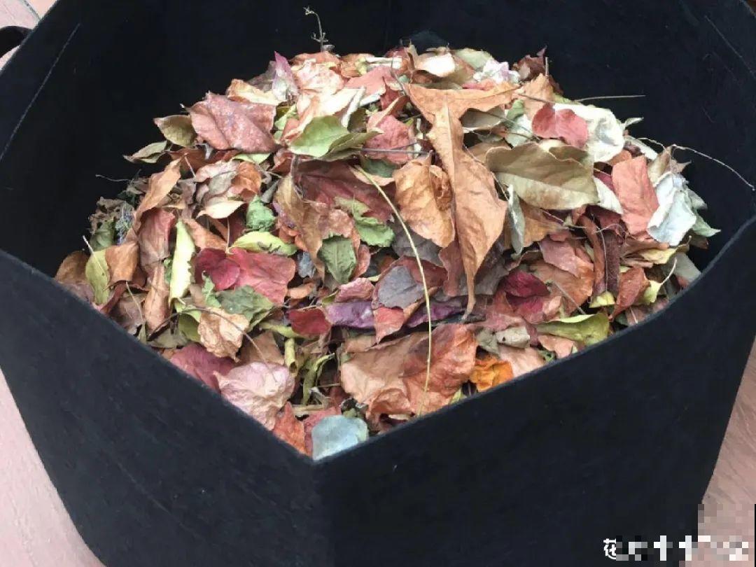 10个养花偏方,一般人我不告诉他,养花太好用 10个养花偏方,一般人我不告诉他,养花太好用