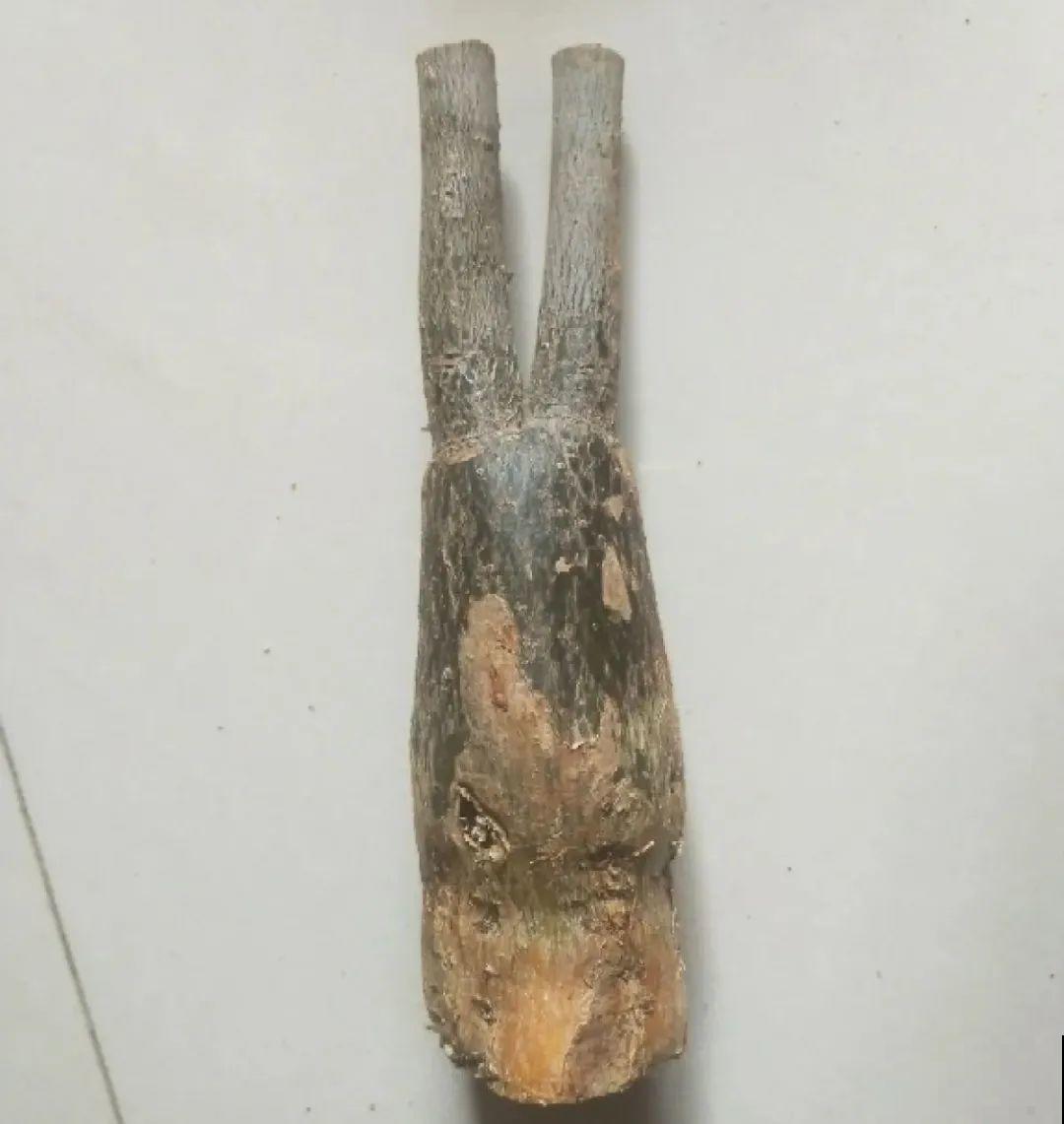 8种难养的花，脱土脱盆泡水里，越浇水长得越旺！