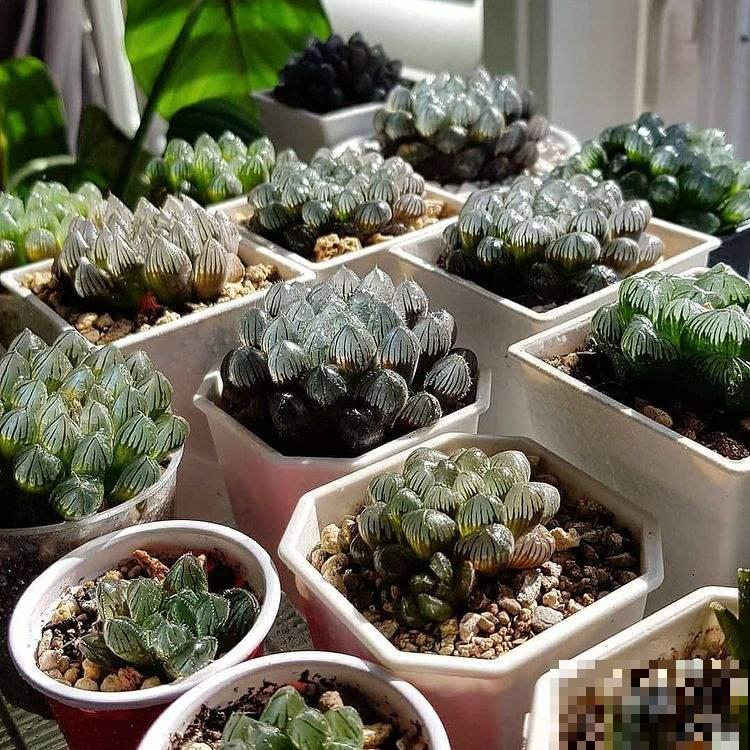 4种“徒神”多肉，太容易徒长，心累