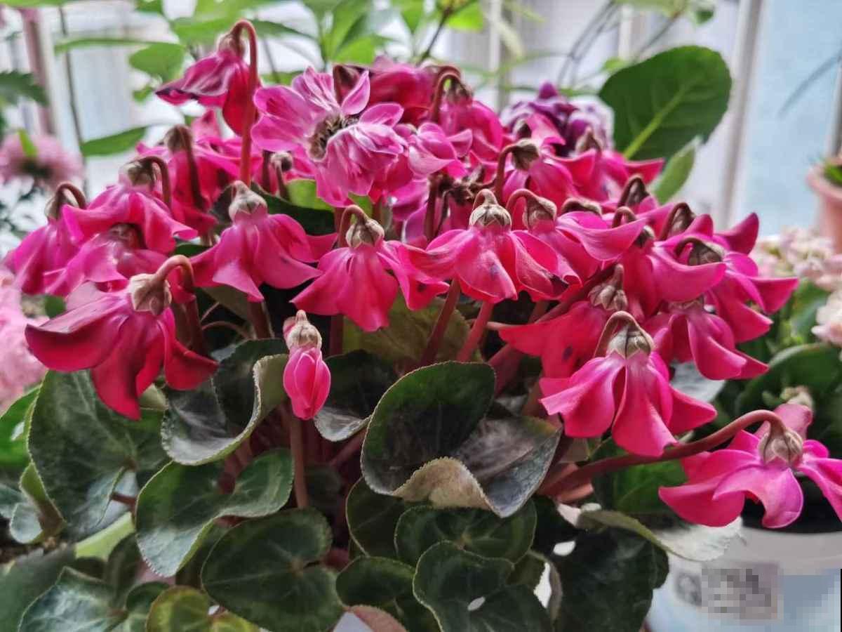 初春养花要沉住气，不能太心急，不然花容易死翘翘